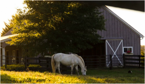 How much does it generally cost to buy and keep a horse?